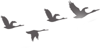 皇冠国际